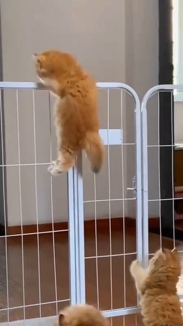 Где-то пахнет свежей рыбкой. Цель близка!