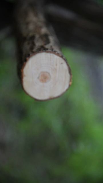 Silky Gomboy Curve 300-8. Пилим восемь сантиметров.