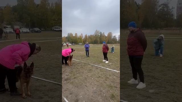 ЮНИОРЫ СУКИ / КЧК ПЕТРОЗАВОДСК 4 октября`25 Л.Косашвили Моно немецких овчарок