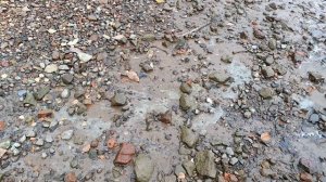 С добычей)! Выпуск #13.