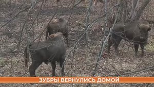 В Мордовский заповедник привезли 10 молодых зубров