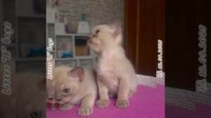 Шоколадные бурманские котята (мальчики). Помёт «I8».