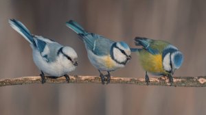 ЛАЗОРЕВКИ и большие СИНИЦЫ. 24.10.2025. Кормушки в Подмосковье.