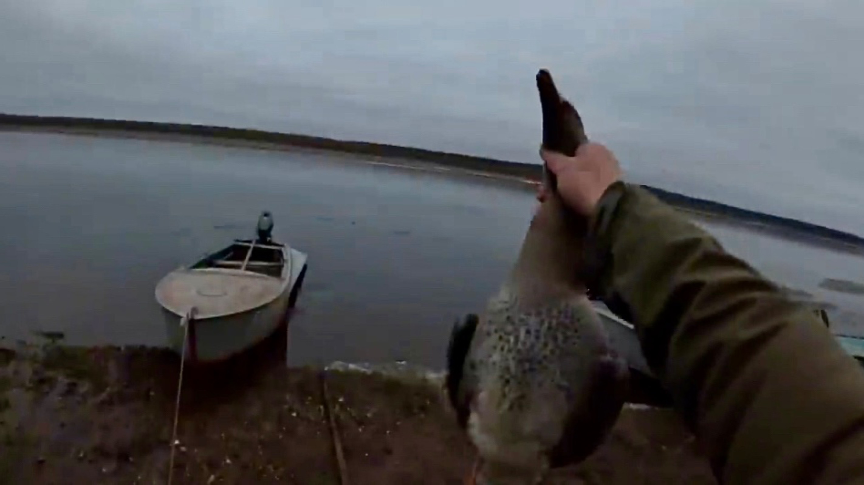 Охота на утку и гуся. Очень странный гусь!