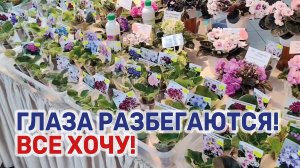 В Краснодаре проходит выставка комнатных растений