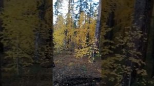 На берегу р. Бии 🧐и🕵️