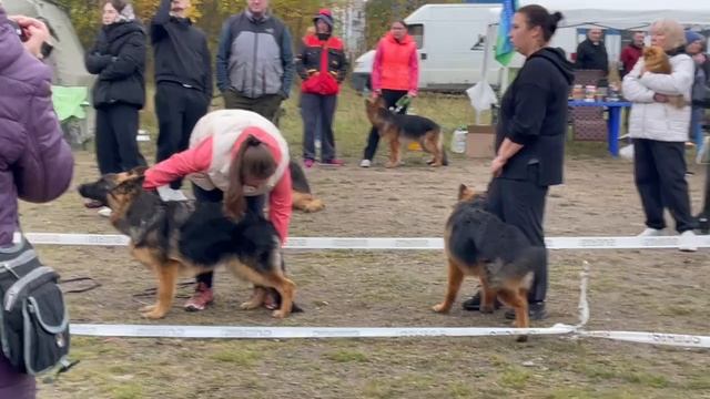 ЩЕНКИ СУКИ ДШ / КЧК ПЕТРОЗАВОДСК 4 октября`25 Л.Косашвили Моно немецких овчарок