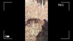 Кругобайкальская_ЖД_медведь