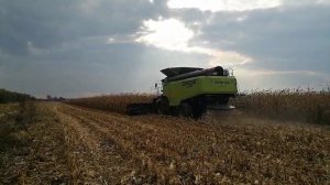 Комбайн ZOOMLION Н8-5500 с жаткой TR 1688-12 проходит испытания на полях Воронежской области