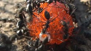 Муравьи на красной конфете / Ants on a red candy