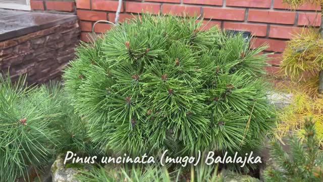 Pinus uncinata (mugo) Balalajka