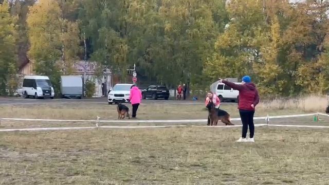 РАБОЧИЙ КОБЕЛИ ДШ / КЧК ПЕТРОЗАВОДСК 4 октября`25 Л.Косашвили Моно немецких овчарок