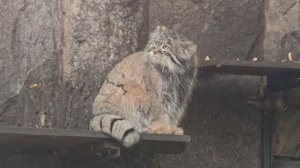 Манул Тимофей из Московского зоопарка