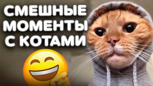 Смешные моменты с котами. Каждый кот - ходячий мем