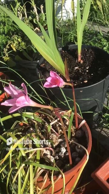 Ленобласть. Хвойное. 09.07.2024. Зефирантес (выскочка) цветущий