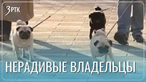 Жители жалуются на собачьи «сюрпризы» в новом парке МЖК
