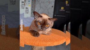 Дайкири - шоколадная бурманская кошка 1,7 г