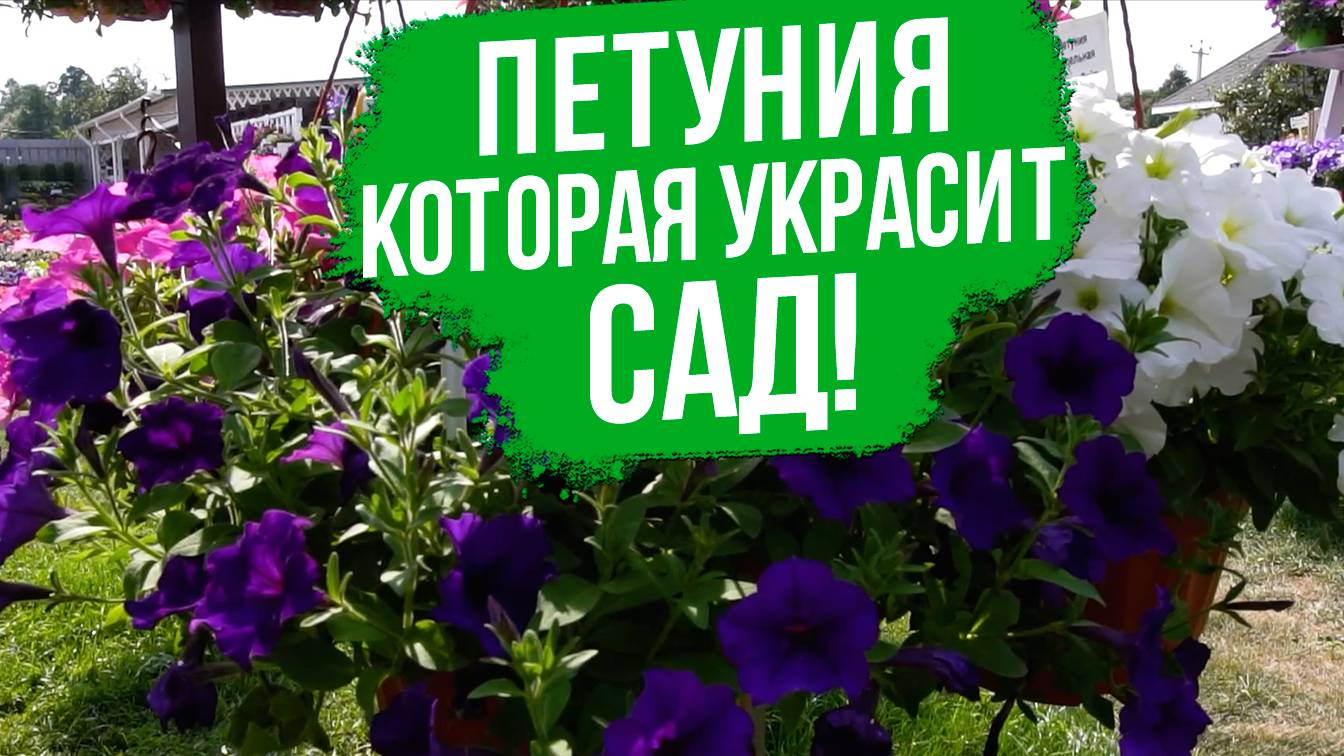 Идеальная петуния для вазонов!