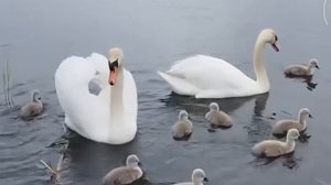 Лебеди