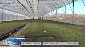В Кузбассе создан питомник для выращивания саженцев с закрытой корневой системой