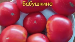 Каталог томатов 2025 год Часть 1.