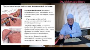 Топография верхней конечности Часть 2. проф. Ахмадудинов М.Г.