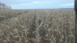 Новости Старого Оскола от 23 октября