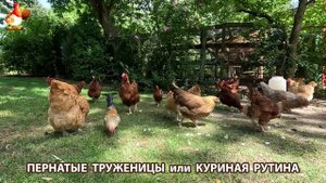 Куриная рутина – что делают куры на выгуле 😂 эпизод (34)