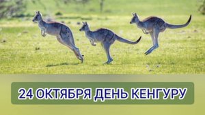 24.10.25 - Всемирный День кенгуру