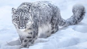 Популяция снежного барса выросла в два раза в Кыргызстане