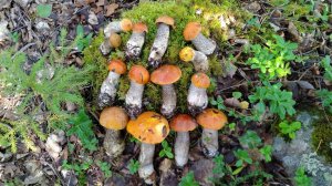 Знакомство с Карелией. Марс атакует. Часть 5