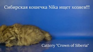Сибирская кошечка Nika, 3 месяца, окрас черный пятнистый - ищет хозяев!!!