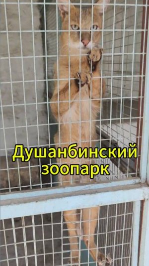 Душанбинский зоопарк