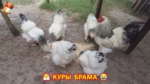 Куры Брама с лохматыми лапами прекрасные несушки (68)