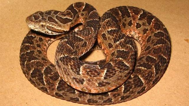 Джаракака / вампиры, упыри, вурдалаки, нежить / сверхъестественное, паранормальное / мистика