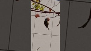 мои осенние ператые