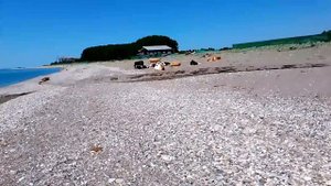 Приморские коровы