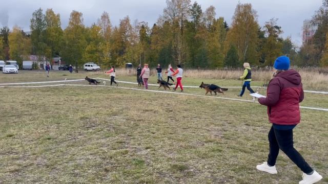 ЩЕНКИ СУКИ ДШ / КЧК ПЕТРОЗАВОДСК 4 октября`25 Л.Косашвили Моно немецких овчарок