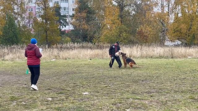 МАГИЯ с Глиняной Горки +0+ №41. ПЕТРОЗАВОДСК 4 октября`25 Моно немецких овчарок