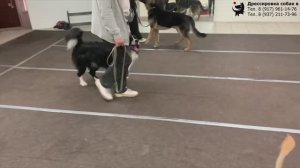 Занятие в группе по дрессировке: команда Рядом. Тольятти, 28 сентября 2025.