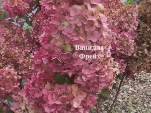 Осенняя обрезка метельчатых гортензий Ванилла Фрейз и Самарская Лидия.