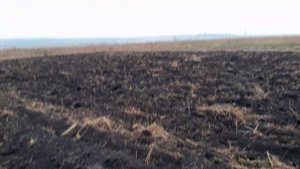 Клубника. Высаживаю на новом участке