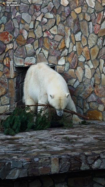 Сосна для медведицы Хаарчааны. Ленинградский зоопарк