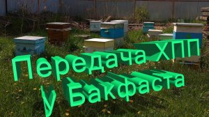 Профессор Кашковский. Бакфаст: Отличная порода или лотерея? Разбор ХПП