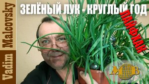 Зелёный лук круглый год лайфхак. Мальковский Вадим