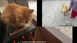 Прогулка с Рэем и Мусей 1 сезон 2 серия.