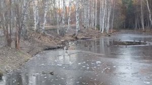 Парк " Кедровый лог". Сургут.