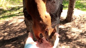 Белочка взяла орехи с руки