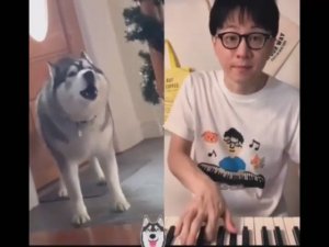 #4. НАШИ ХВОСТАТЫЕ ДРУЗЬЯ! ПРИКОЛЫ С ДОМАШНИМИ ЖИВОТНЫМИ!