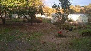 26.9.25г.    Как Красиво Садится😊 СОЛНЫШКО!!!        Мои 🌻🌻🌻ПОДСОЛНУХИ!!!